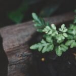 Indian Scientists Develop ‘Artificial Leaf’ Technology to Produce Clean Energy